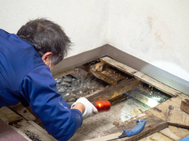 Best Attic Mold Removal  in San Luis Obispo, CA