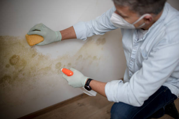 Best Home Mold Removal  in San Luis Obispo, CA