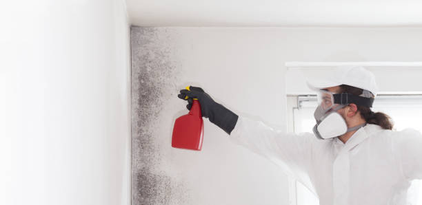 Best Affordable Mold Removal  in San Luis Obispo, CA