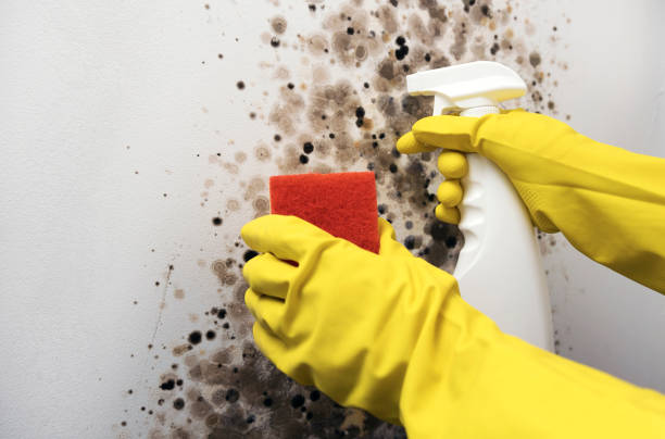 Mold Removal and Inspection in San Luis Obispo, CA