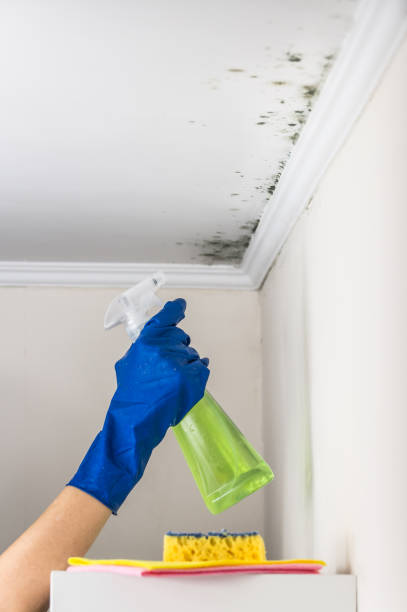 Best Crawl Space Mold Removal  in San Luis Obispo, CA